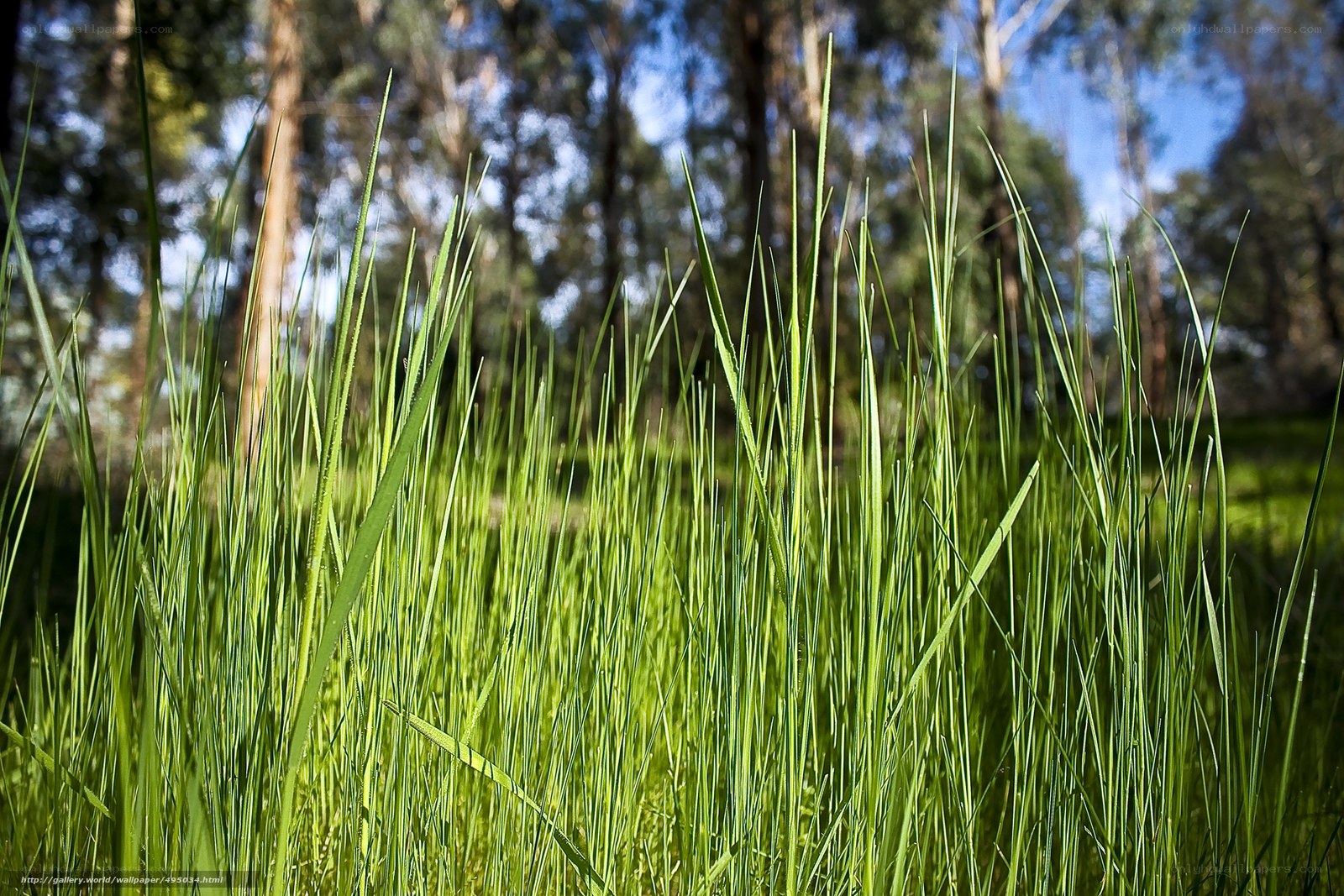 Green grass in a forest