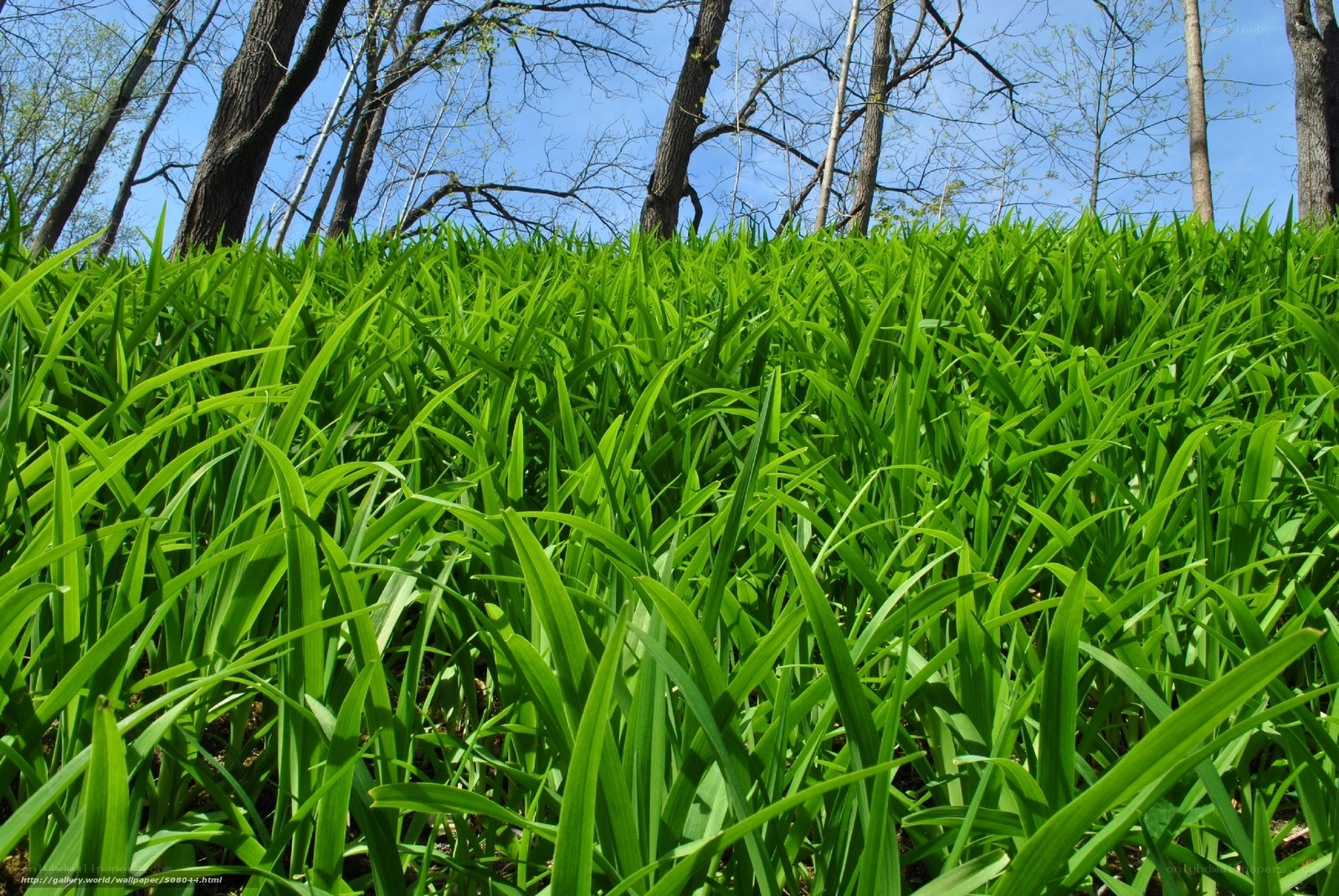 Green grass in a forest