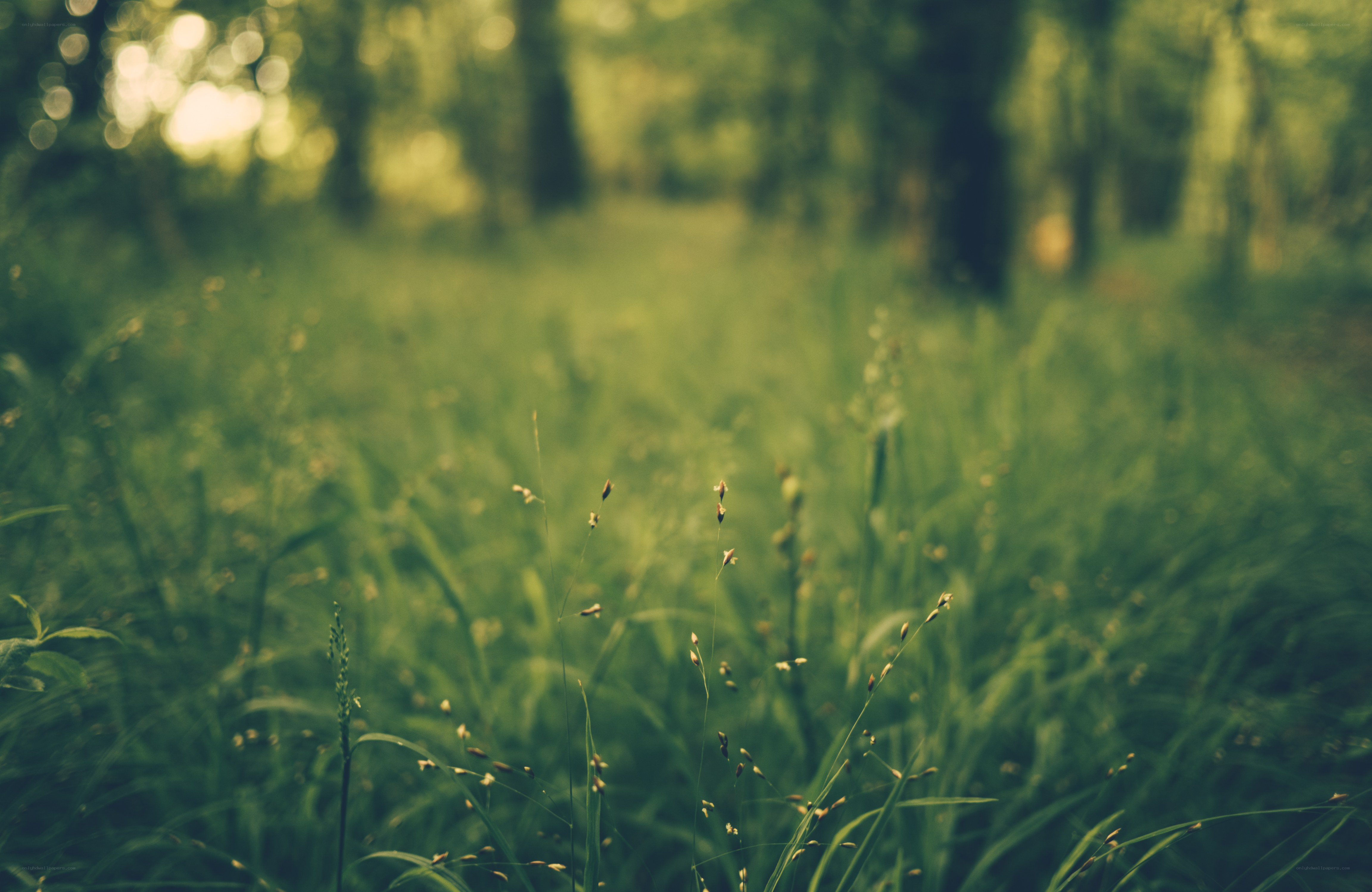 Green grass in a forest