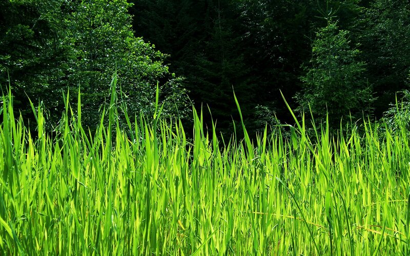 Green grass in a forest