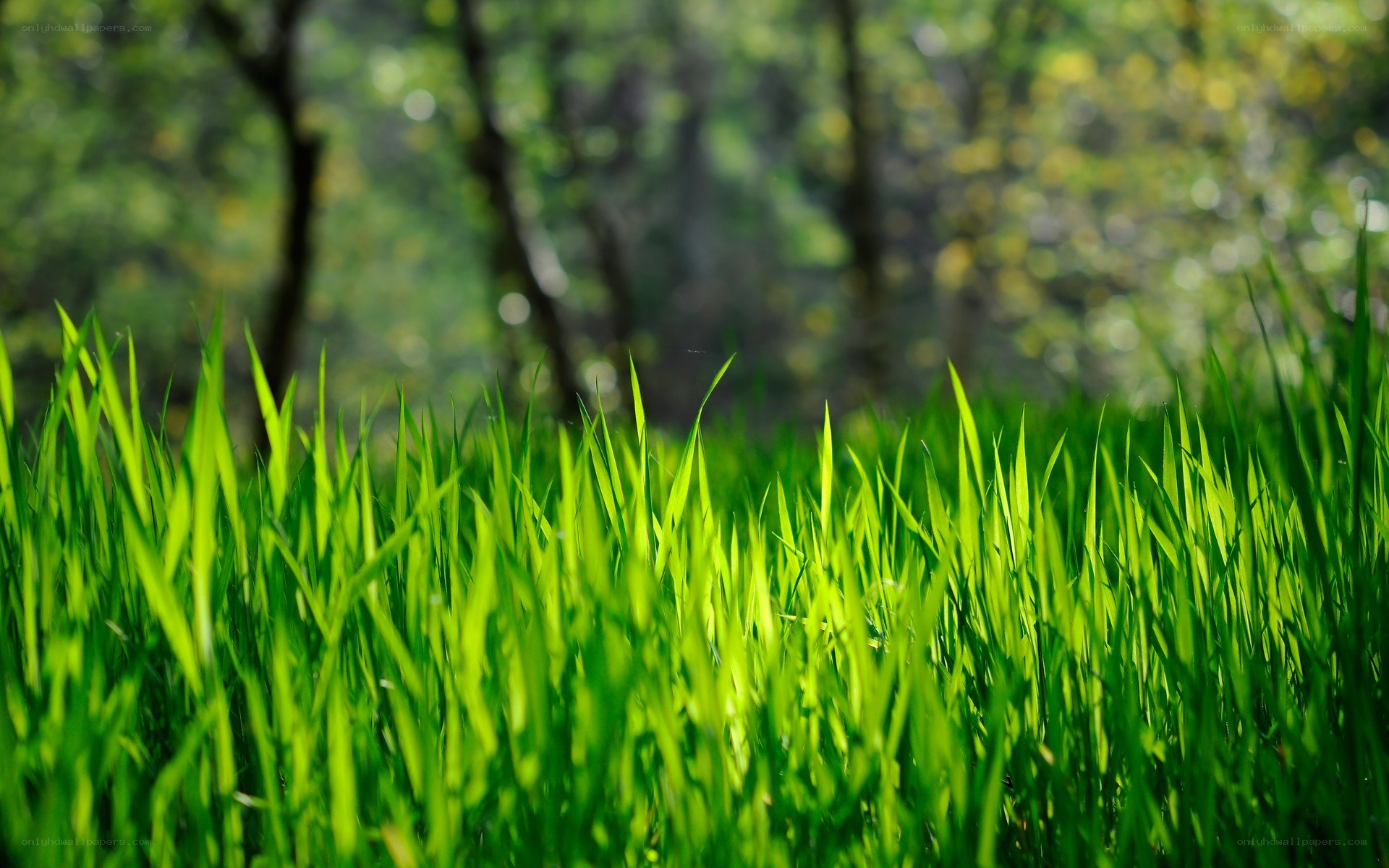 Green grass in a forest
