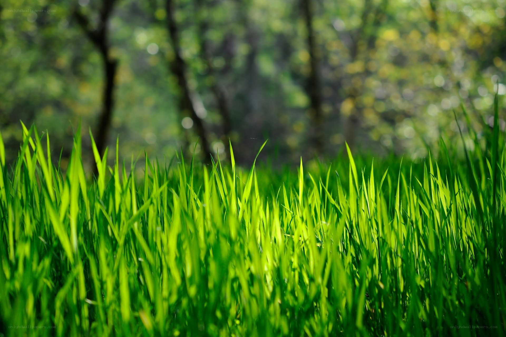Green grass in a forest