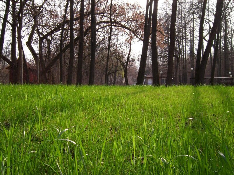 Green grass in a park