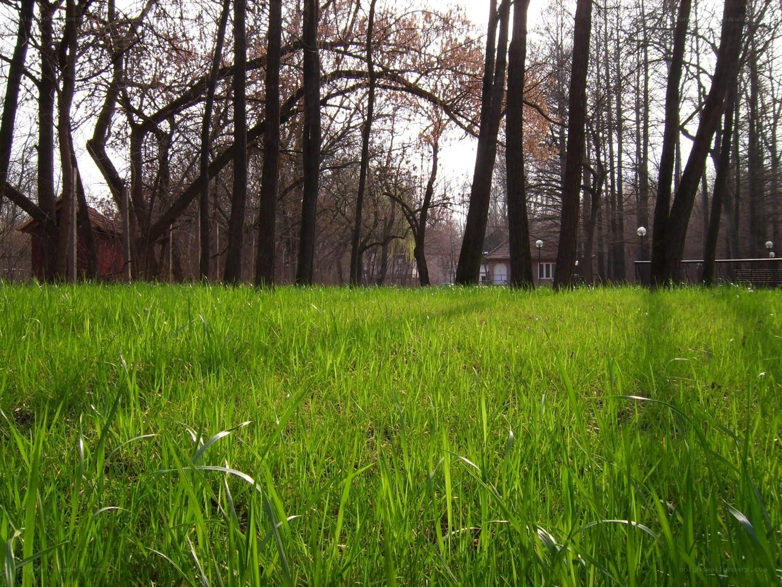 Green grass in a park
