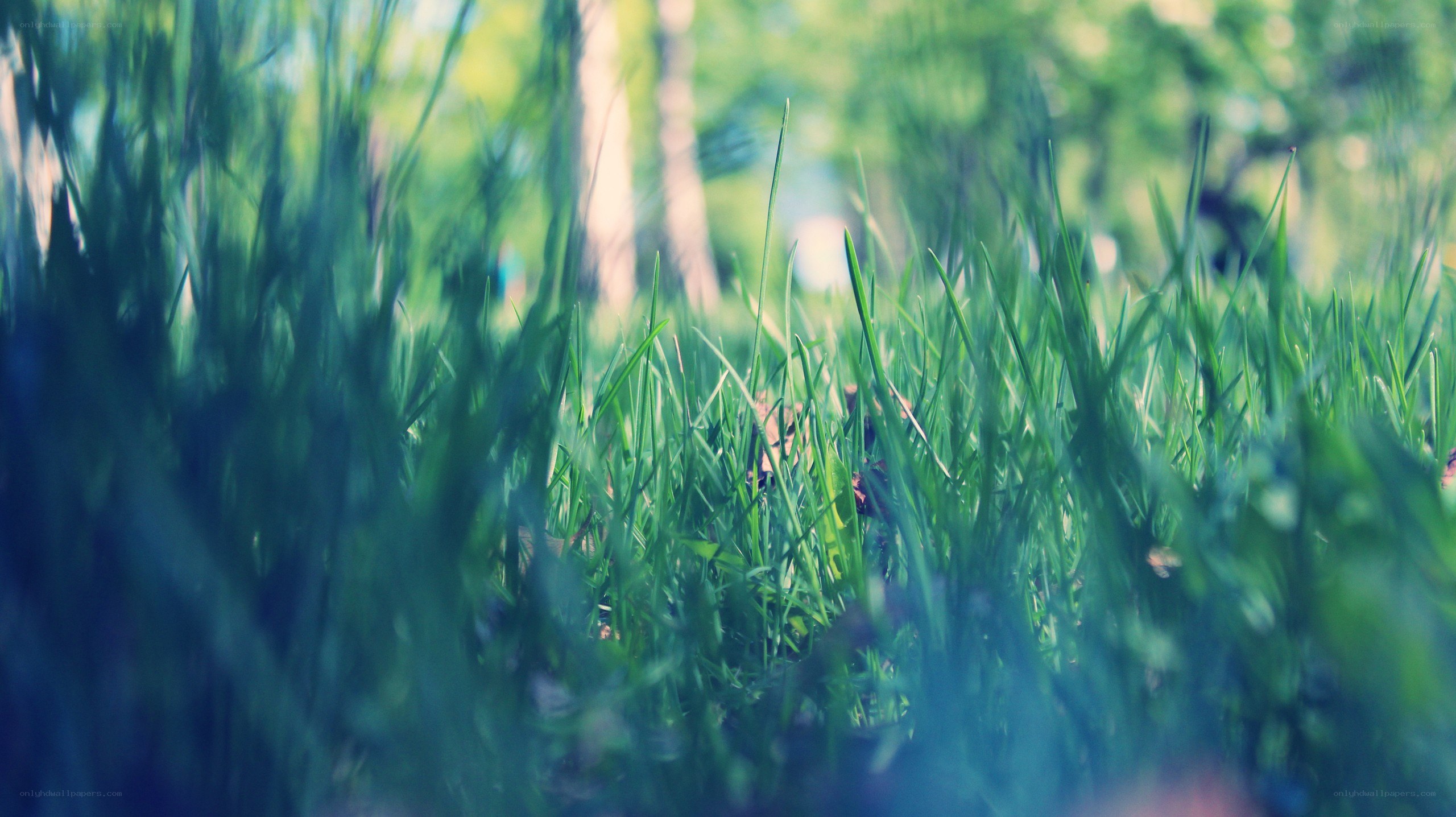 green grass in a park