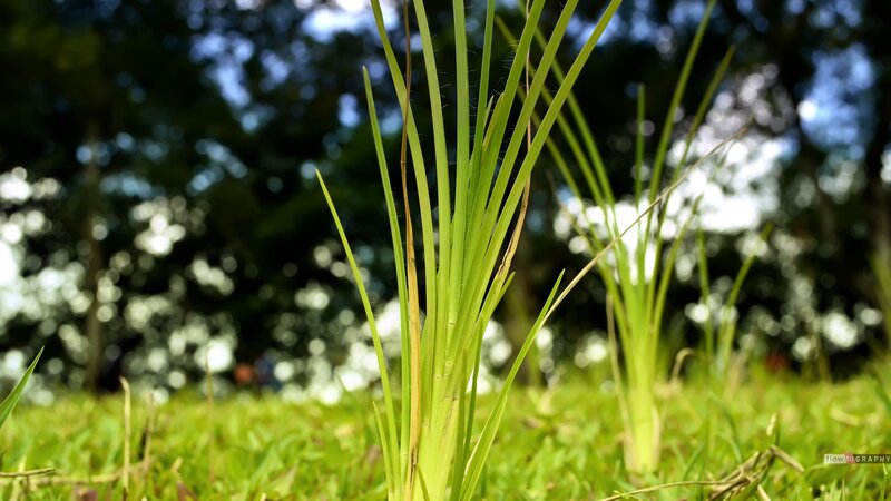 Green grass in a park