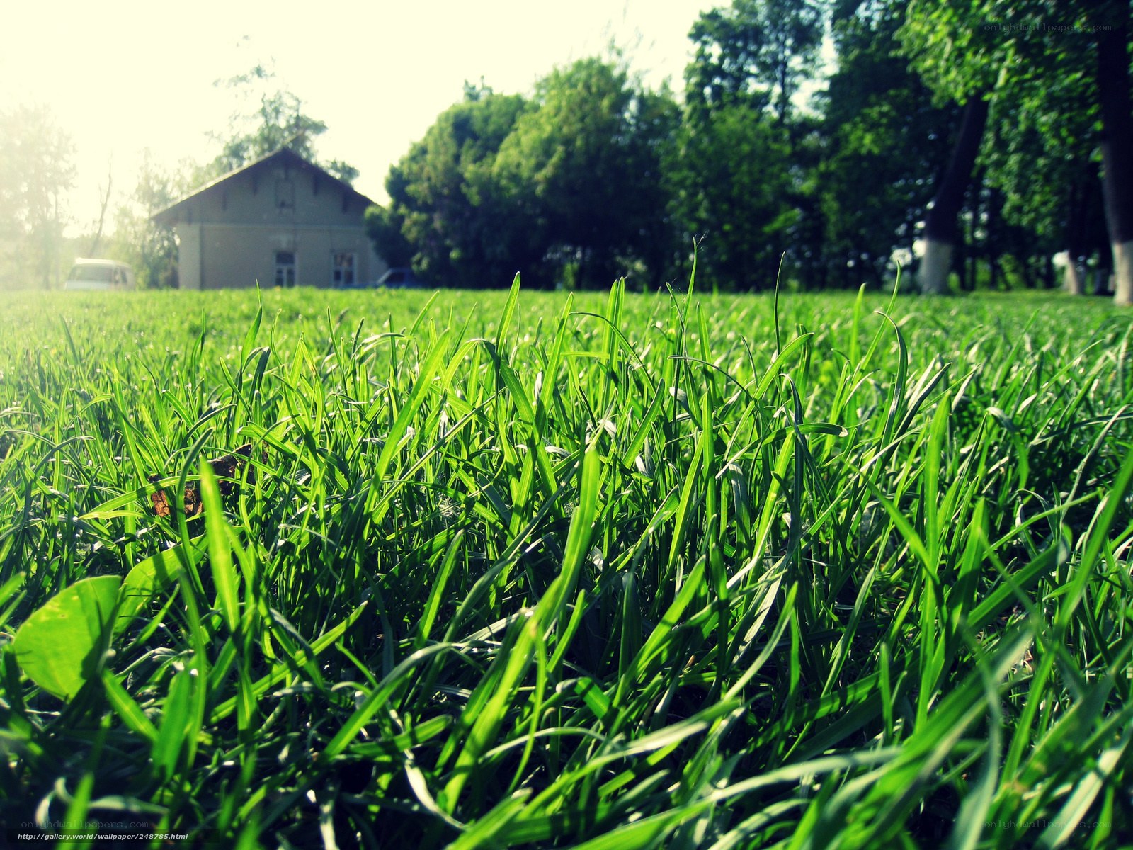 green grass in a park