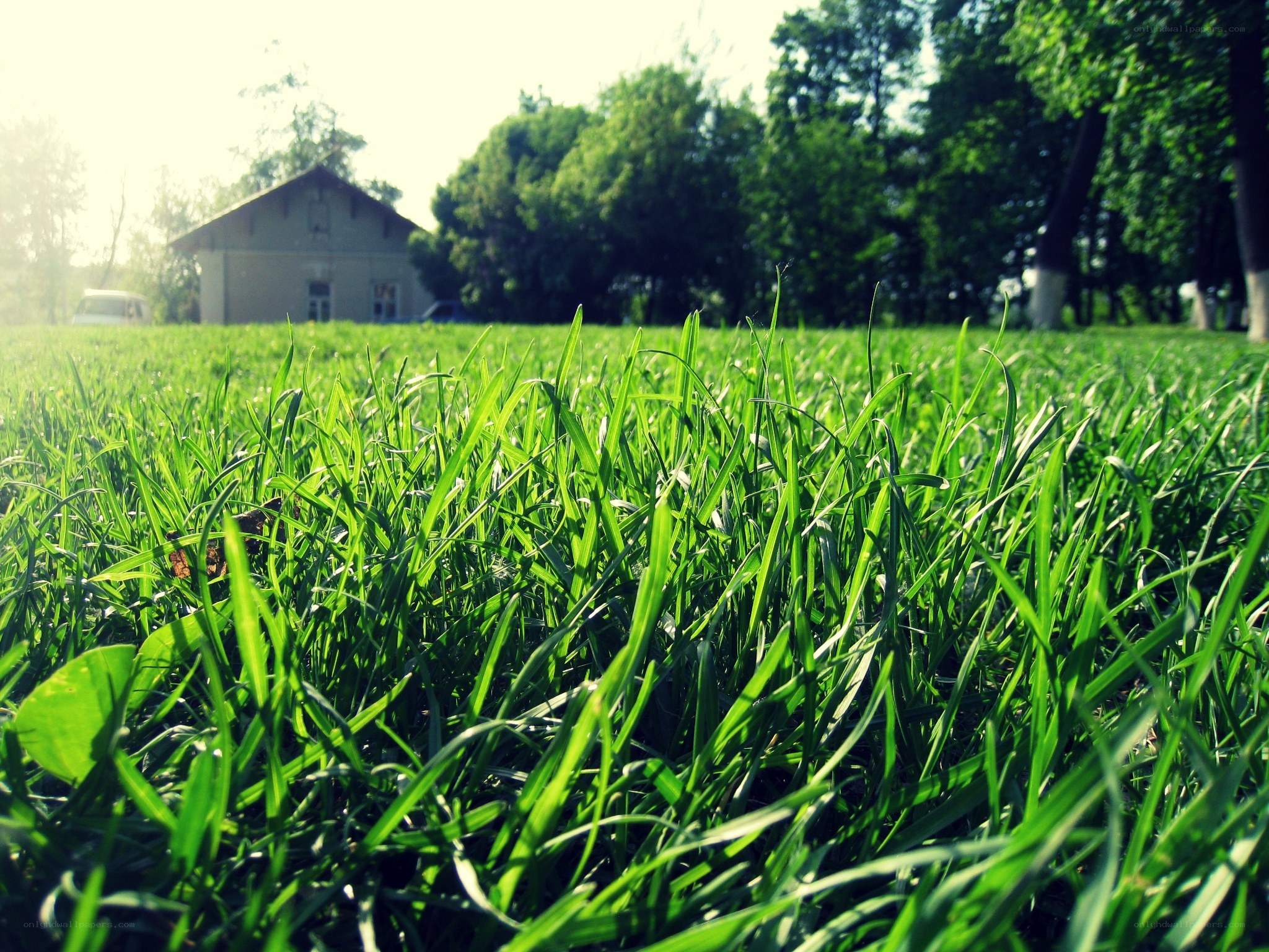 Green grass in a sunny field