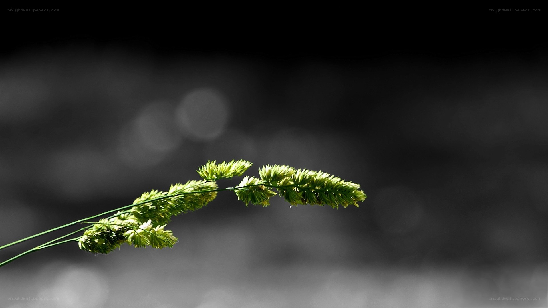 green grass in black and white