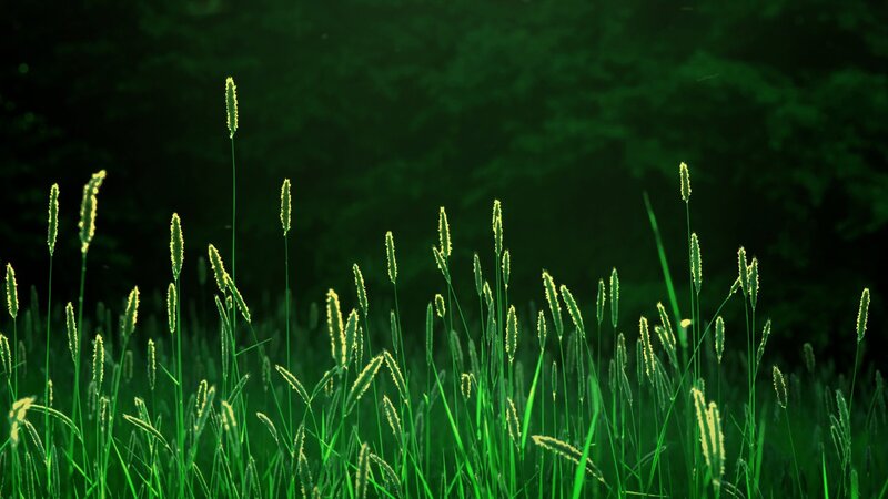 Green Grass in Field — Photograph