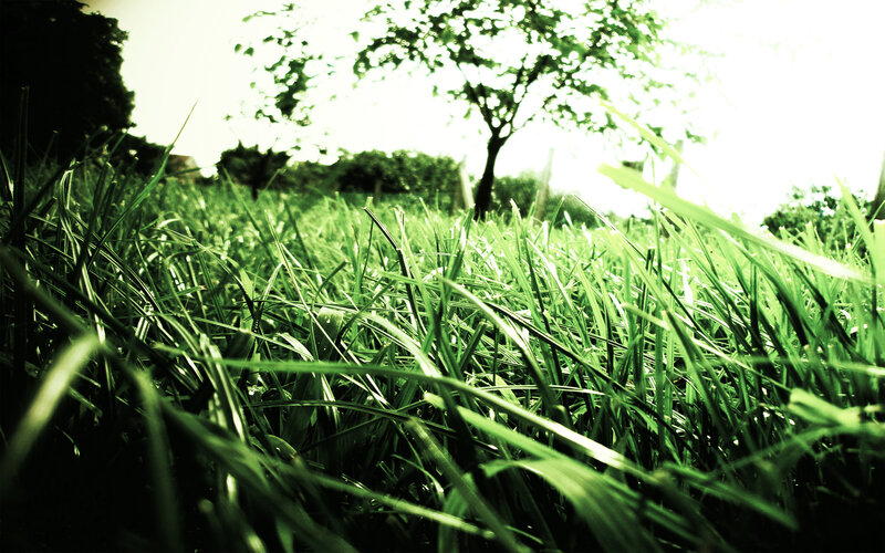 Green Grass in Field — Serene, Afternoon