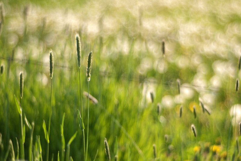 Green Grass in Field — Serene, Morning, Photograph, Sunlight, Bokeh