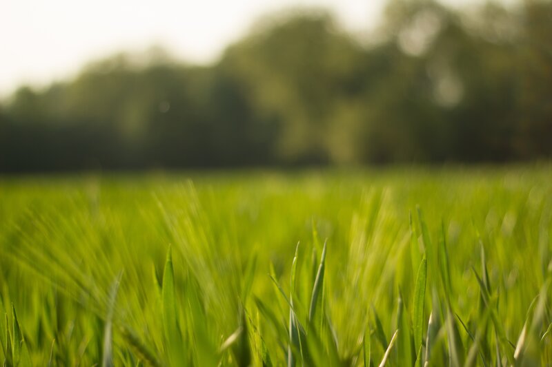 Green Grass in Field — Serene, Morning, Photograph, Trees