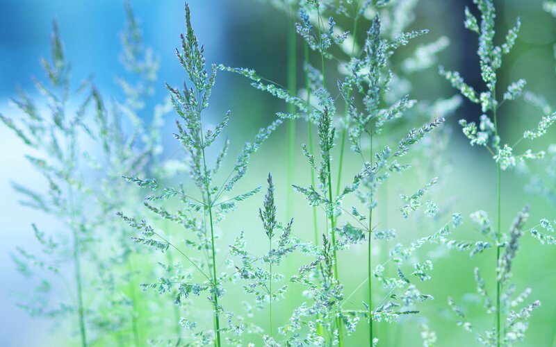 Green Grass in Field — Serene, Morning