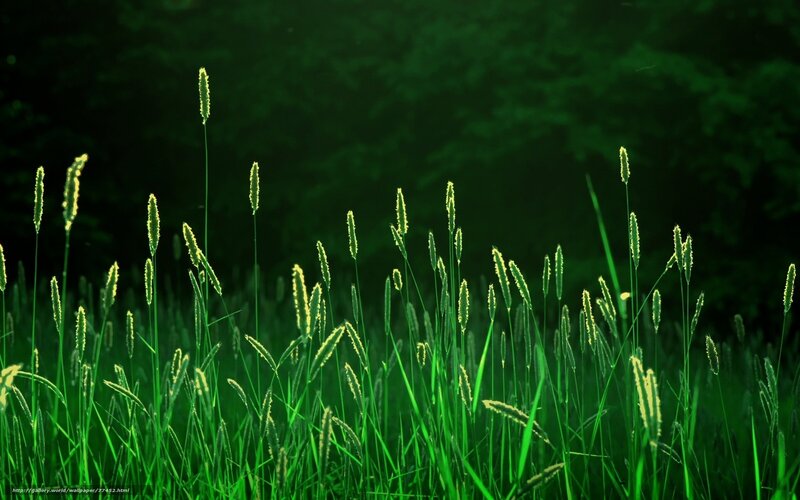 Green Grass in Field — Serene, Night