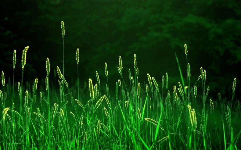 Green Grass in Field — Serene, Photograph