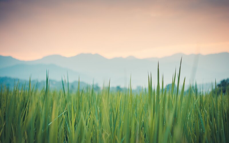 Green Grass in Field — Serene, Sunset, Photograph