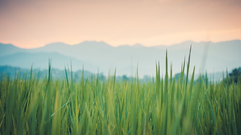 Green Grass in Field — Serene, Sunset