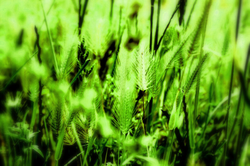 Green Grass in Field