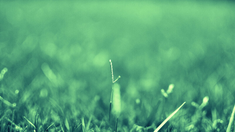 green grass in focus