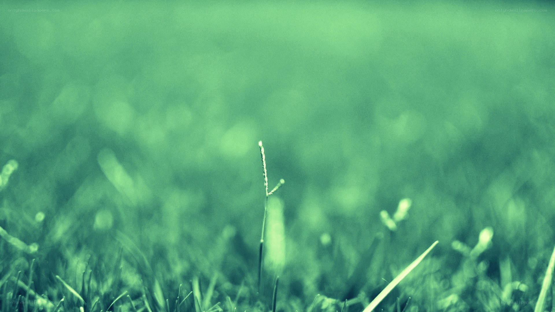 green grass in focus