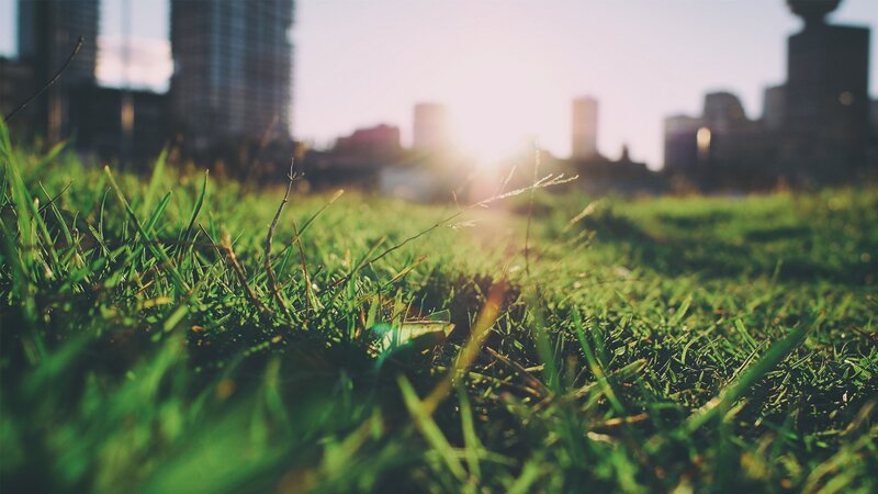 Green Grass in Foreground — Serene