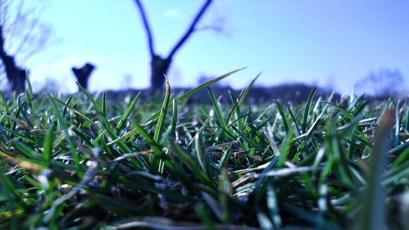 Green Grass in Foreground