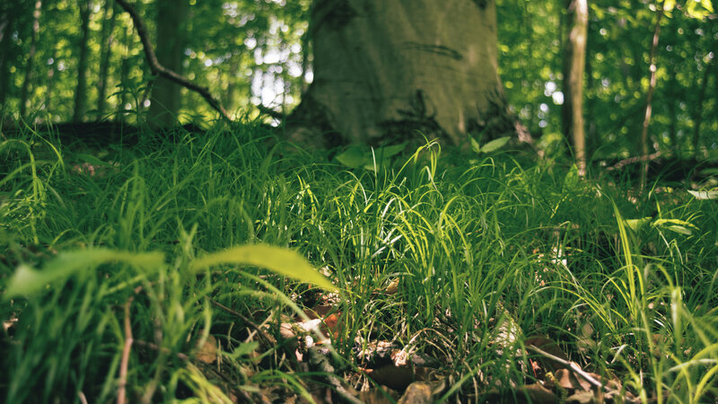 Green Grass in Forest — Serene, Afternoon