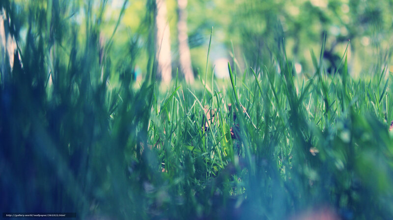Green Grass in Forest — Serene, Morning