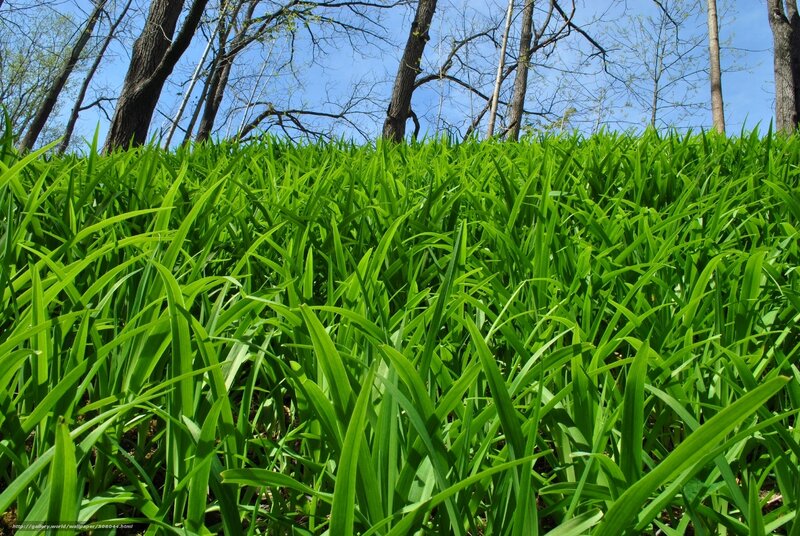 Green Grass in Forest — Serene, Spring, Photograph, Trees