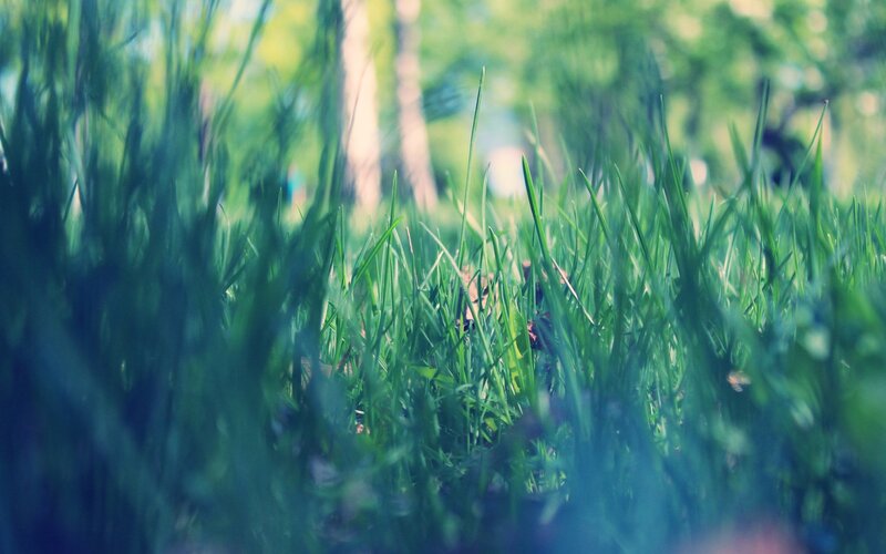 Green Grass in Forest — Serene, Spring