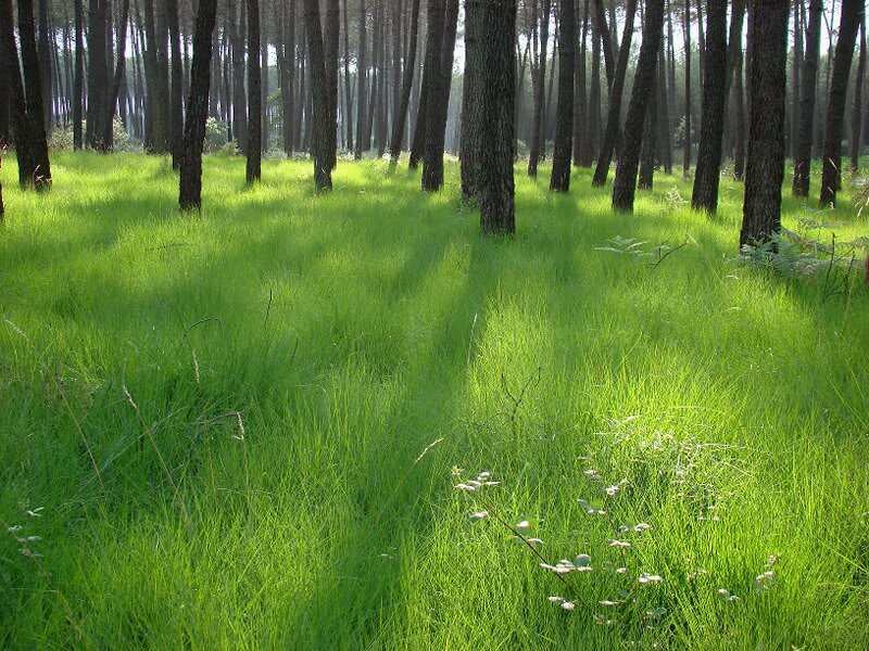 Green Grass in Forest — Serene