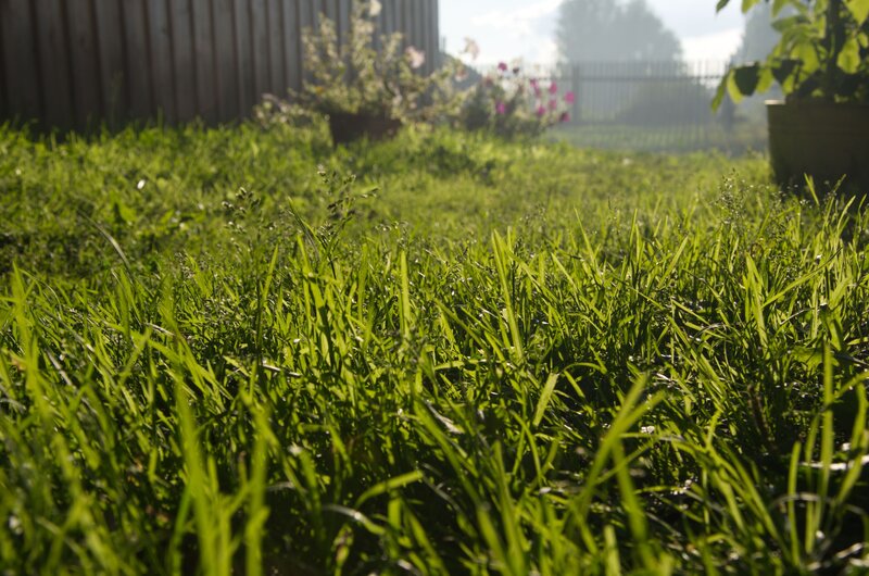 Green Grass in Garden — Serene