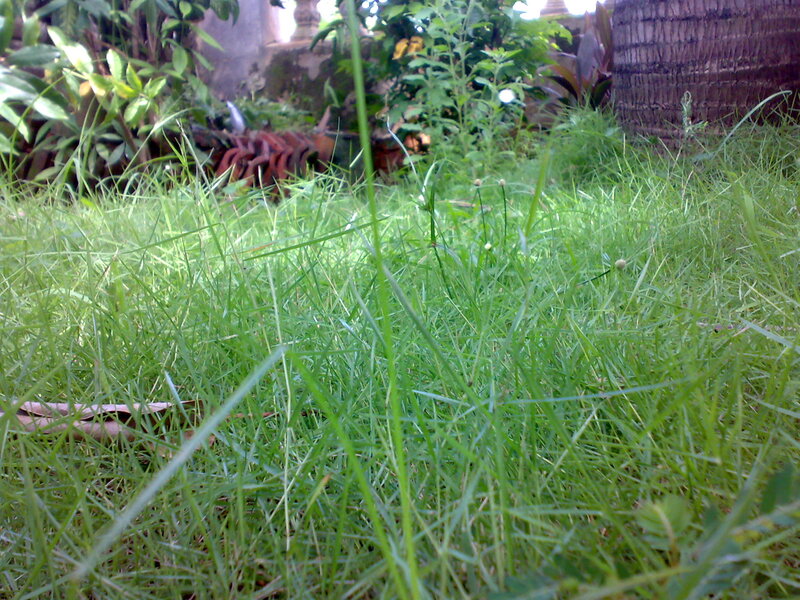 Green Grass in Garden