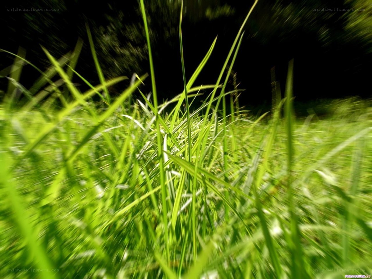 green grass in motion