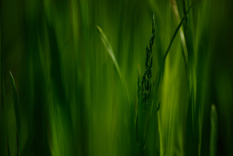 Green grass in motion
