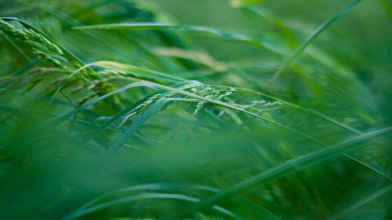 Green grass in motion