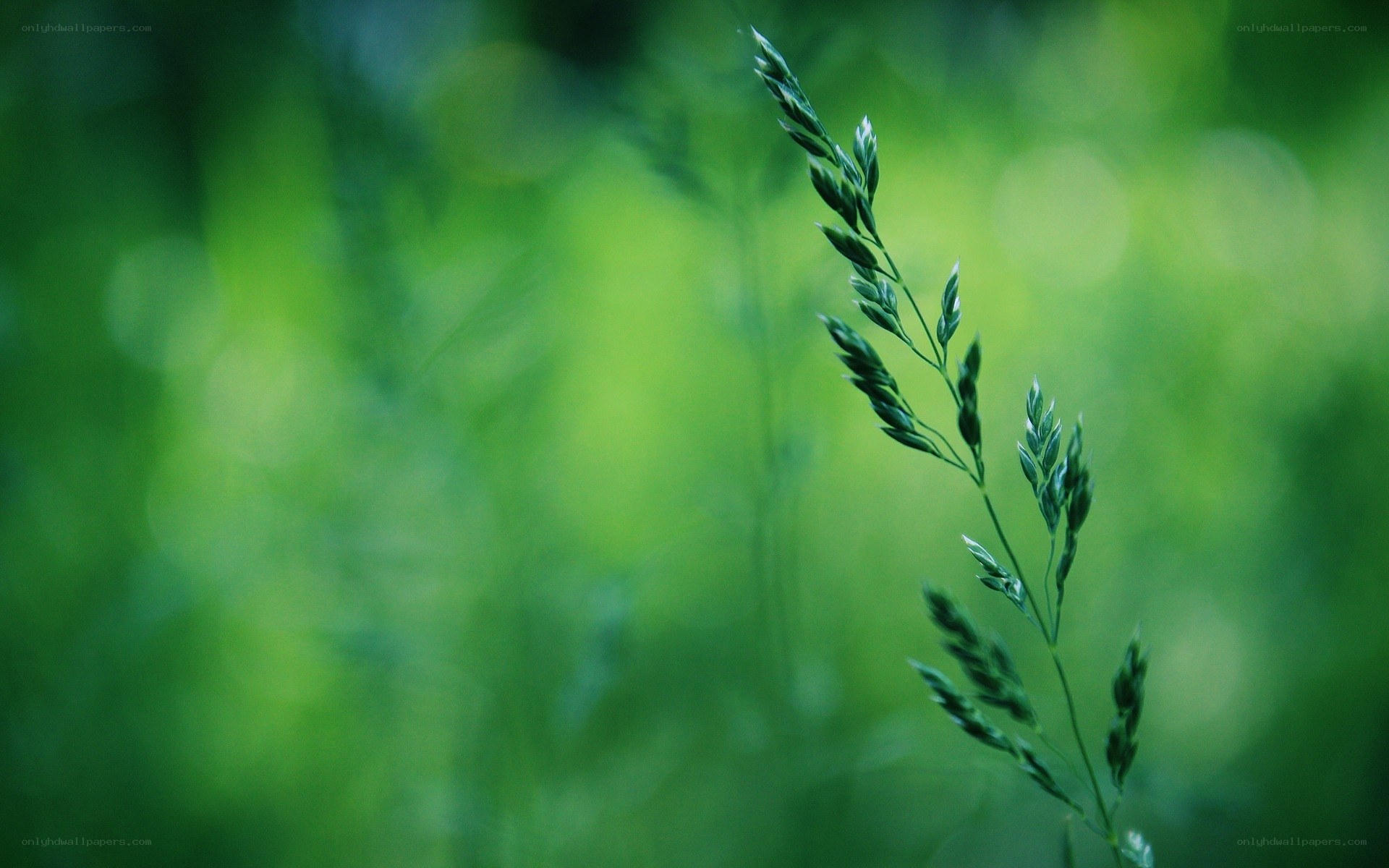 Green grass in nature
