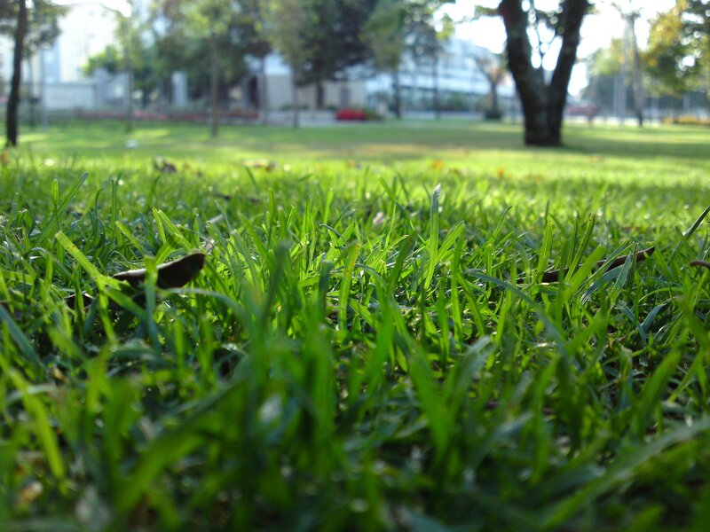 Green Grass in Park — Calm