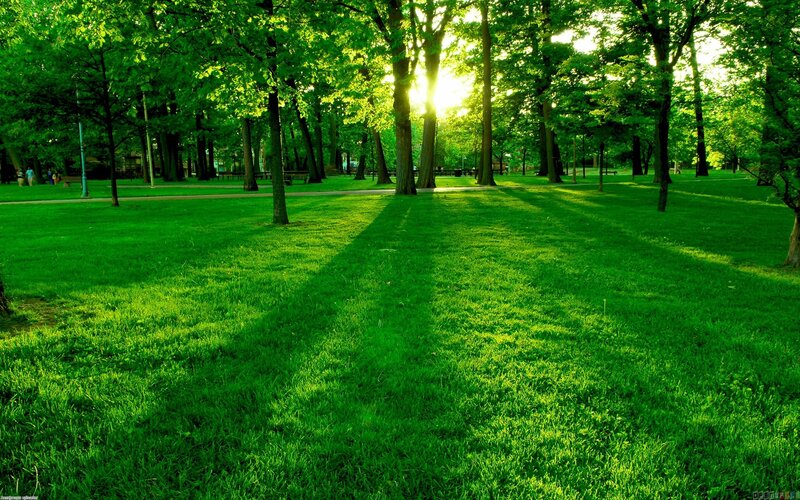 Green Grass in Park — Serene, Afternoon, Photograph