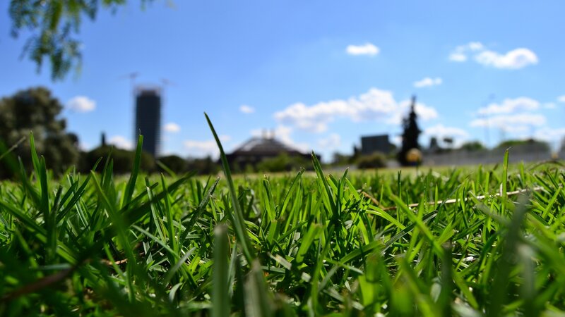 Green Grass in Park — Serene
