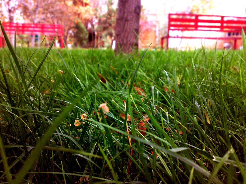 Green Grass in Park