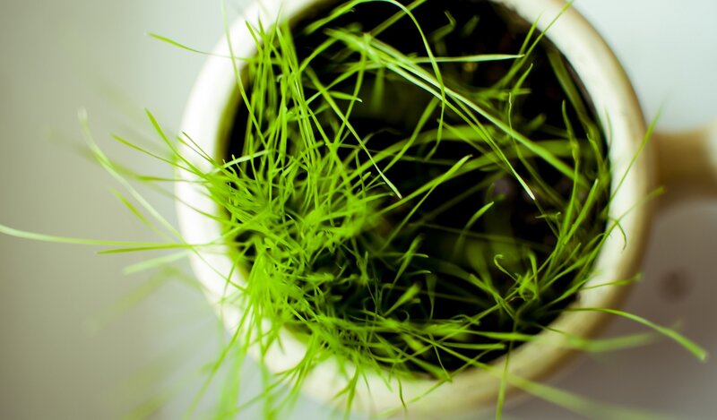 Green Grass in Pot
