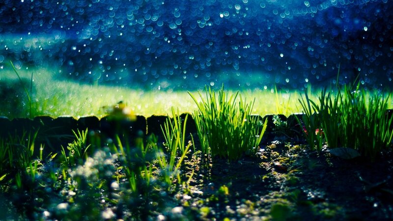 Green Grass in Rain — Blue