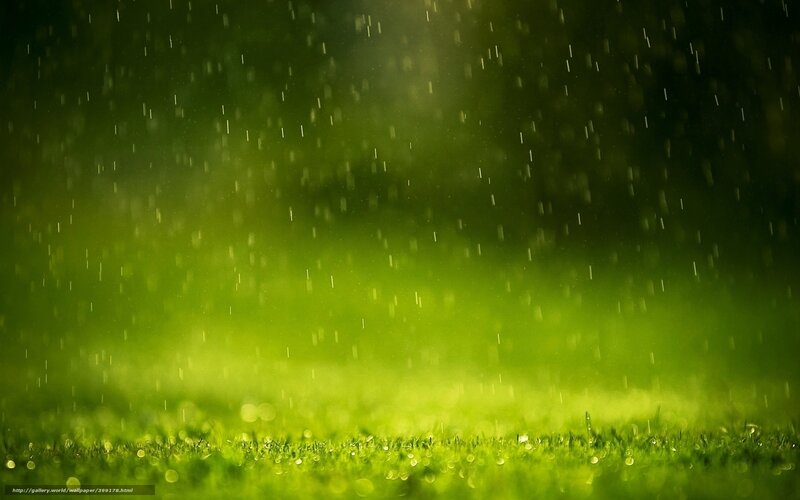 Green Grass in Rain — Calm, Photograph