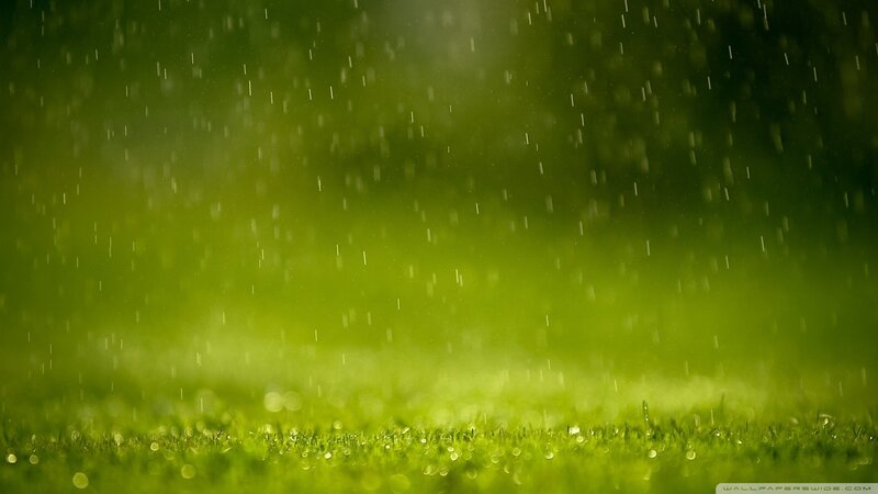 Green Grass in Rain — Calm
