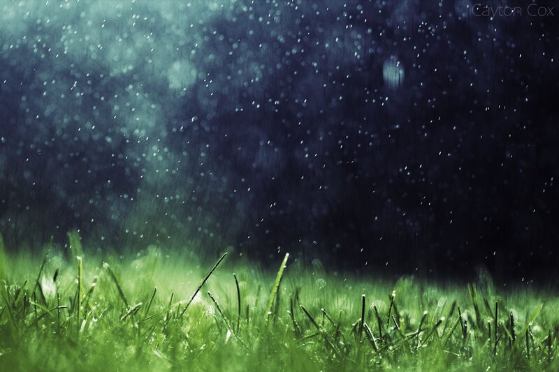 Green Grass in Rain — Dramatic