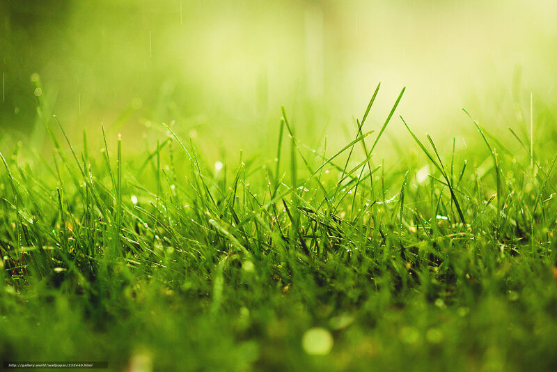 Green Grass in Rain — Serene