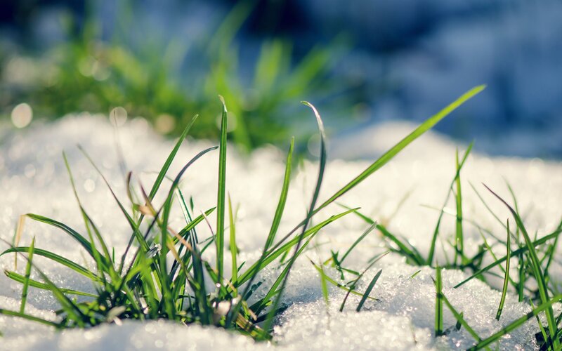 Green Grass in Snow — Serene, Spring