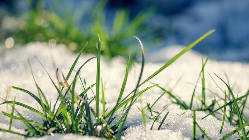Green Grass in Snow — Serene, Winter